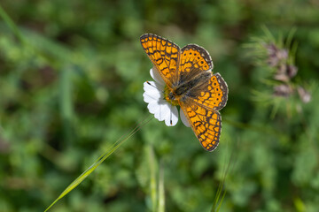 Nymphalidae / Nazuğum / Marsh Fritillary / Euphydryas aurinia