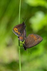 Obraz premium Orman Güzelesmeri » Erebia medusa » Woodland Ringlet