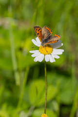 Lycaenidae / Benekli Bakır / Small Copper / Lycaena phlaeas