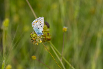 Lycaenidae / Çokgözlü Mavi / Common Blue / Polyommatus icarus