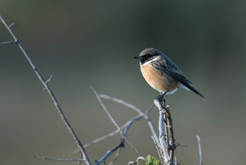 European Stonechat on the branch