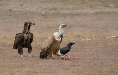 cinereous vulture, the griffon vulture and the raven