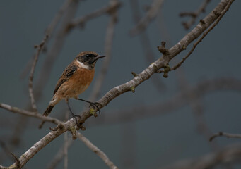 The european stonechat in the branch