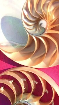nautilus shell stock Fibonacci footage video clip turning golden ratio number sequence natural background half slice section