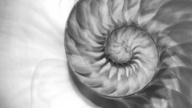 nautilus shell stock Fibonacci footage video clip turning golden ratio number sequence natural background half slice section
