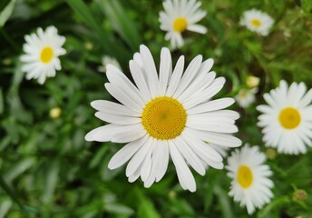 A beautiful bright daisy in a green clearing. Wildflowers close-up. White petals with a bright yellow center. A flower bed in the yard of a house or a field in the village.