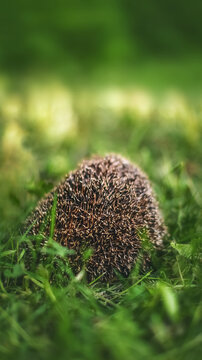 Beautiful cheerful photo with small hedgehog in fresh green grass against forest background with lot of free copy space around. Vertical format 9 by 16, perfect for phone story screensaver or reels.