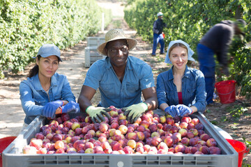 Portrait of three hardworking farmers squatting in a fruit nursery with buckets full of ripe plums, next to a crate of ..recently harvested fruit