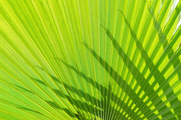 Obraz premium Sun shining through green palm leaves. Natural tropical summer background, abstract texture, wallpaper, backdrop.