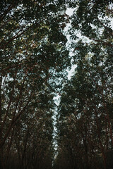 trees in the forest