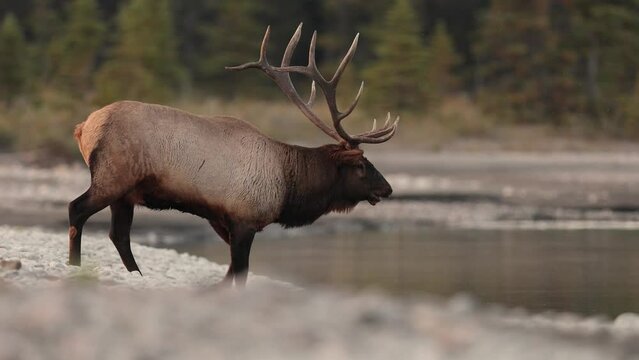 Bull Elk Crossing a River During the Rut in the Canadian Rockies