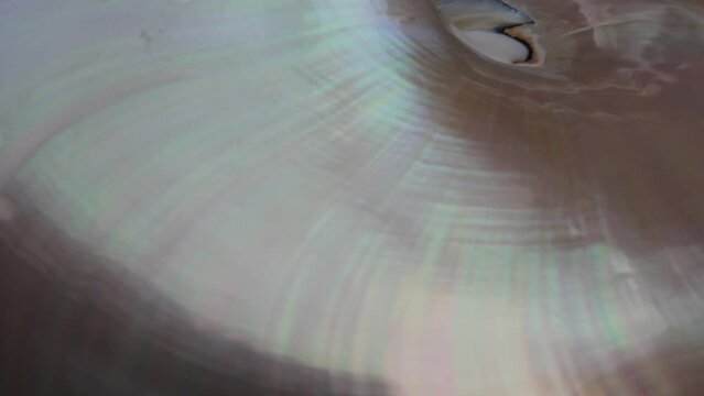 nautilus shell stock Fibonacci footage video clip turning golden ratio number sequence natural background half slice section