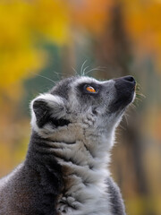 Naklejka na ściany i meble lemur raised his head up against the background of the autumn forest