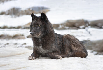 canadian black wolf lying on the snow