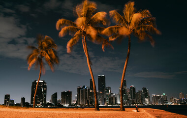 city skyline at night palms summer miami 