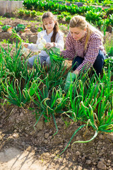 American woman gardener and little girl picking green onion at a garden on a warm spring day