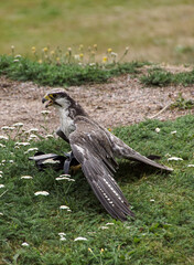 red tailed hawk