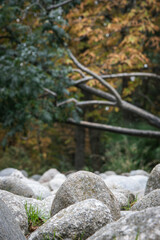 Stone path with trees in the background