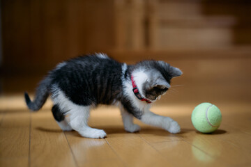 ボールで遊ぶ子猫