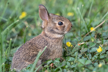 Spring Eastern Cottontail baby bunny (Sylvilagus floridanus) leaves its nest for the first time to explore the green grass in the backyard. 