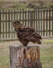 owl on a fence