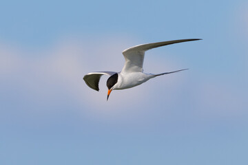 Forster's tern flying in beautiful light, seen in a North California marsh