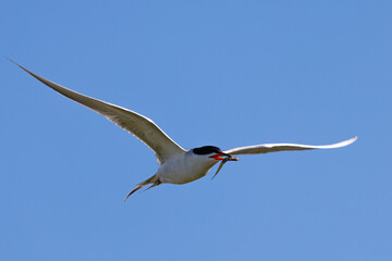 Forster's tern flying with a fish in its beak, seen in a North California marsh