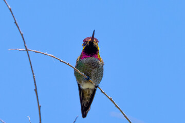 Anna’s hummingbird, seen perched  in North California