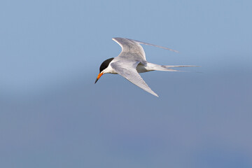 Forster's tern flying in beautiful light, seen in a North California marsh