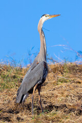 Great blue heron, seen in the wild in North California