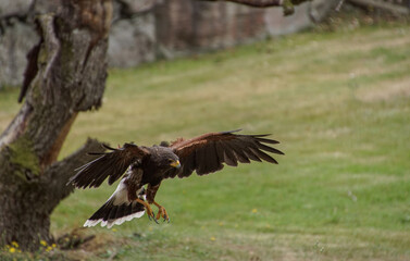 eagle in flight