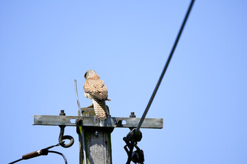 Kestrel, Falco tinnunculus sitting on a telephone pole, wooden telegraph pole