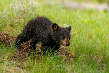 Cute bear cub