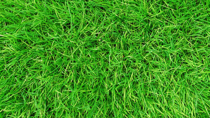 Top view beautiful green grass texture - generative ai