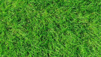 Top view beautiful green grass texture - generative ai