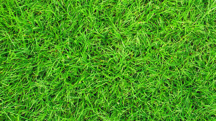 Top view beautiful green grass texture - generative ai