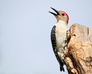 Male Redbellied woodpecker (Melanerpes carolinus) clinging to a stump and tree branch in front of a blue green sky on a sunny day.