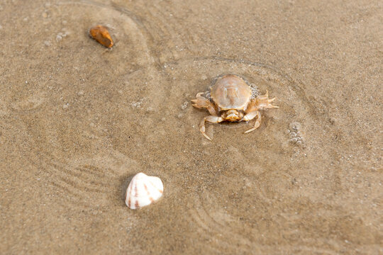 Corystes cassivelaunus, the masked crab, helmet crab or sand crab