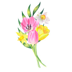Bouquet of leaf, tulips and daffodils isolated on transparent background. Hand drawn watercolor.