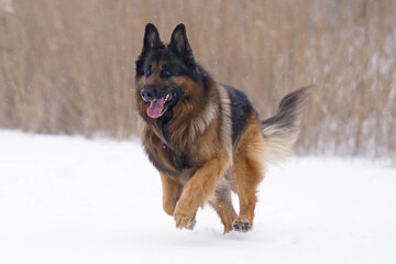 Active old senior long-haired black and tan German Shepherd dog posing outdoors running on a snow in winter