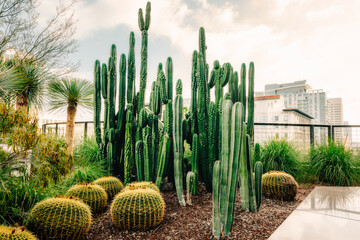 Cactus and city skyline in the background. Huge cactus garden in Downtown City of Los Angeles
