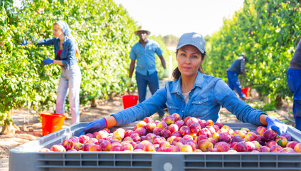 Portrait of female orchard owner next to large box full of ripe plums