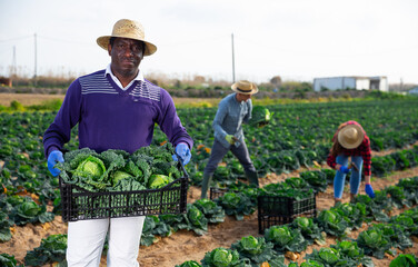 Afro american man professional farmer holding box full of organic cabbage in a farm field