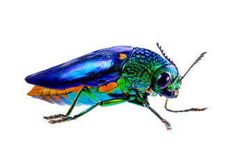 beetle with colored armor isolated on  transparent png