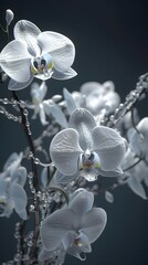 Fototapeta na wymiar fractal highly detailed 3d highly detailed orchids elfwoman, hyper realistic nature 3d sharp, smooth https s.mj.run 2AfENEfzH5s