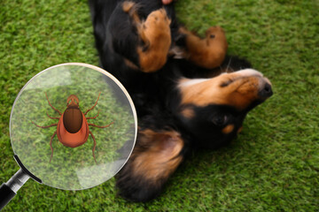 Cute dog outdoors and illustration of magnifying glass with tick, selective focus