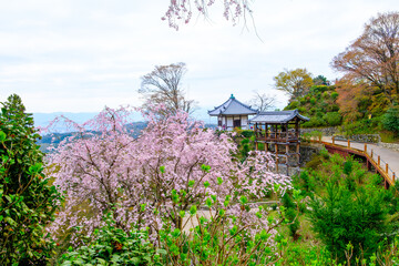 京都、西山善峯寺の白山 桜あじさい苑