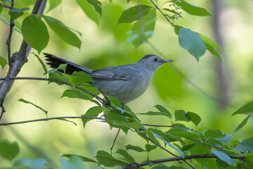 Catbird In Tree