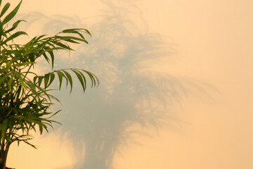 Fototapeta na wymiar Tropical palm leaves casting shadow on beige wall. Space for text