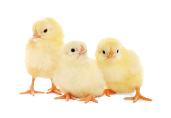 Three cute fluffy chickens on white background